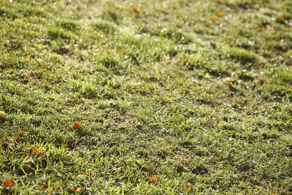 Ένα Πράσινο Πεδίο Γρασίδι Για Ταπετσαρία Φόντο — Φωτογραφία Αρχείου