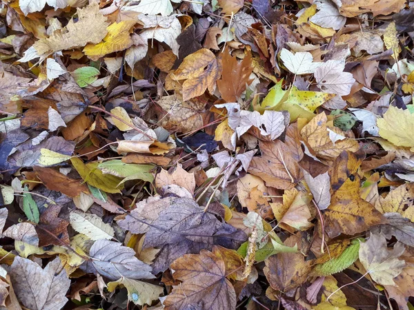 Horní Pohled Padlé Krásné Barevné Podzimní Listí Par — Stock fotografie
