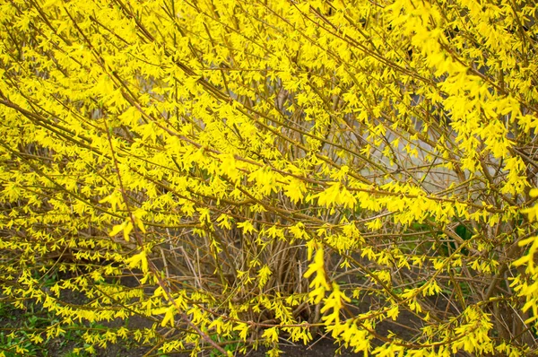 Detailní Záběr Forsythia Keře Krásnými Žlutými Květy Denního Světla — Stock fotografie