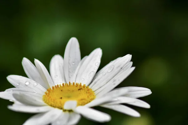 Vertikální Záběr Krásné Sedmikrásky Zahradě Bílá Květina Žlutým Středem — Stock fotografie