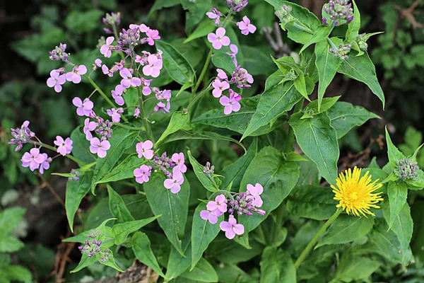 Selective Focus Shot Night Violet Flowers — Stock Photo, Image