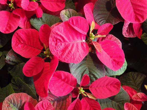 美しいポインセチアの植物のトップビュー — ストック写真