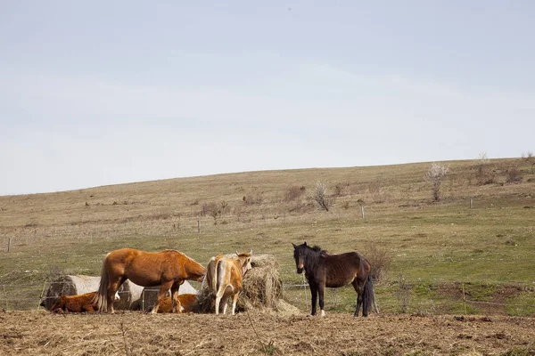 Grupo Cavalos Comendo Fardo Feno Uma Fazenda — Fotografia de Stock