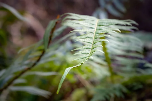 Eğreltiotu Yapraklarının Yakın Çekimi — Stok fotoğraf