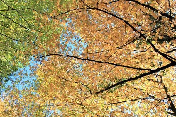 Plan Angle Bas Branches Arbres Avec Des Feuilles Lumineuses Colorées — Photo