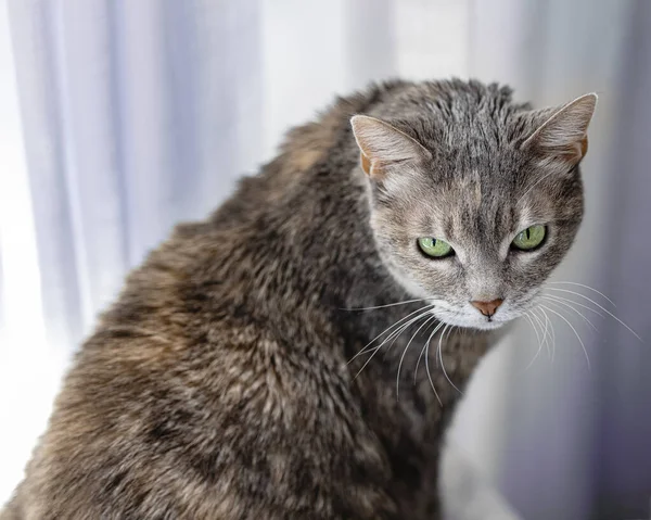 Primo Piano Gatto Bruno Dall Aspetto Feroce Con Occhi Verdi — Foto Stock