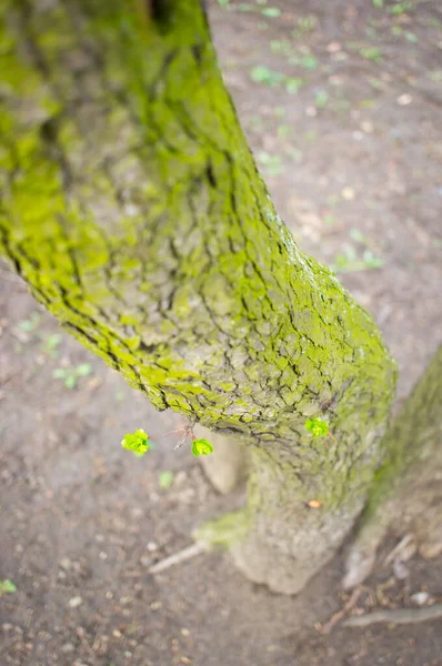 Macro Tiro Vertical Musgo Verde Uma Árvore Durante Dia — Fotografia de Stock