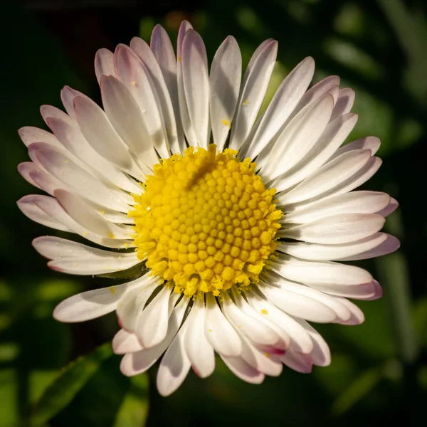 Närbild Tusensköna Med Rosa Kantad Peta — Stockfoto