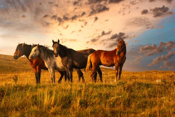 Plan Sélectif Beaux Chevaux Dans Les Prairies Sous Ciel Nuageux — Photo