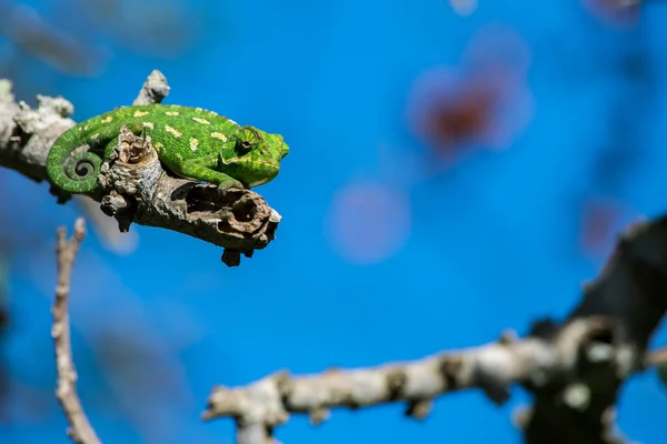 Středomořský Chameleon Chamaeleo Chamaeleon Odpočívající Větvičce Rohovníku Pozorující Své Okolí — Stock fotografie
