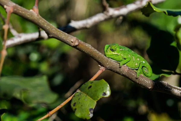 Vauva Välimeren Kameleontti Chamaeleo Chamaeleon Hitaasti Liikkuvat Johanneksenleipäpuun Ceratonia Siliqua — kuvapankkivalokuva