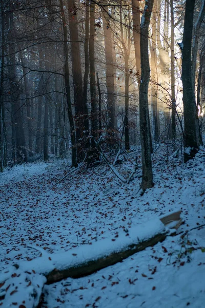 Soğuk Bir Kış Günü Karla Kaplı Doğal Manzaraların Dikey Bir — Stok fotoğraf