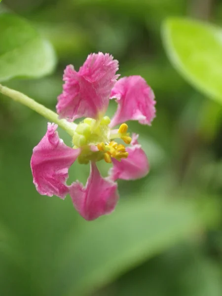 Selektywne Ujęcie Ostrości Kwiatu Malpighia — Zdjęcie stockowe