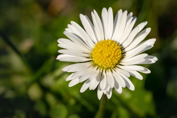 Closeup Shot Beautiful Blooming Daisy Blurred Green Background — Stock Photo, Image