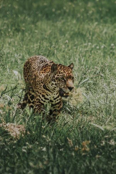 Vertikal Bild Vackert Siktad Aggressiv Jaguar Tät Djungel — Stockfoto