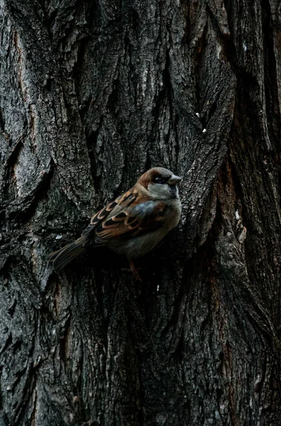 Vertikální Záběr Malého Ptáčka Sedícího Stromě Kamufláž Hnědého Ptáka Kmenem — Stock fotografie