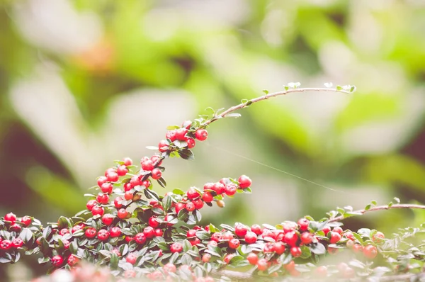 Szelektív Fókusz Lövés Cotoneaster Bokor Sok Piros Bogyók Ágak — Stock Fotó