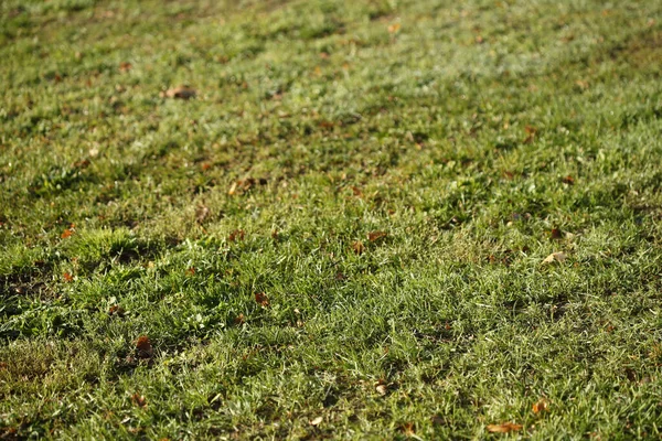 Campo Grama Verde Para Papel Parede Fundo — Fotografia de Stock