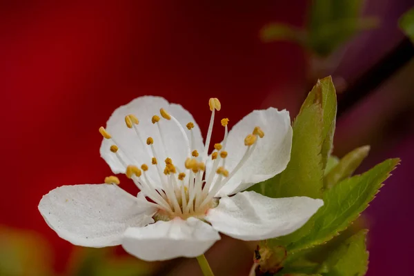 Ένα Κοντινό Πλάνο Ενός Όμορφου Λουλουδιού Κερασιάς Ένα Θολό Φόντο — Φωτογραφία Αρχείου
