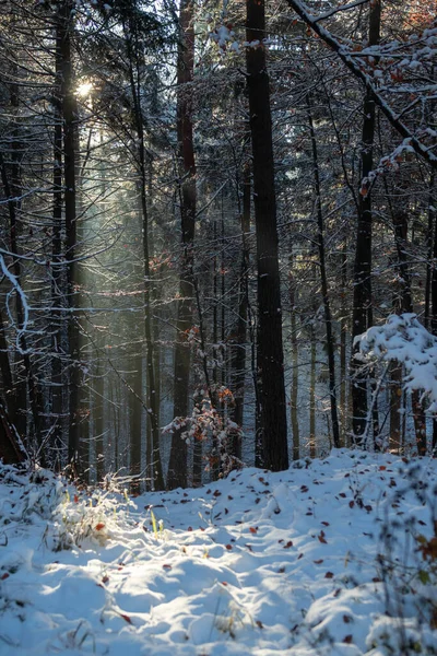 Vertikal Bild Skogen Täckt Med Snö Kall Vinterdag Solljus — Stockfoto