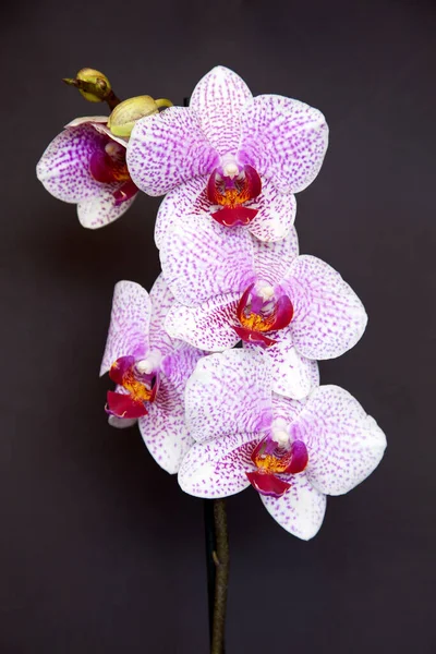 Tiro Vertical Belas Flores Orquídeas Traça Salpicadas Contra Fundo Preto — Fotografia de Stock