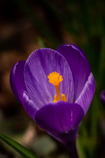 Närbild Bild Ljus Lila Krokus Blomma Mörk Suddig Bakgrund — Stockfoto