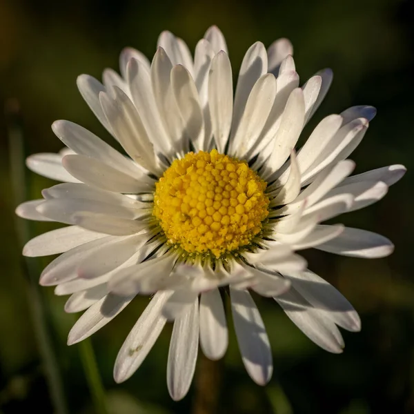 Detailní Záběr Krásné Sedmikrásky Poli — Stock fotografie