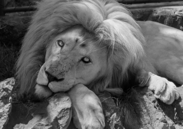 Een Zwart Wit Shot Van Een Schattige Oost Afrikaanse Leeuw — Stockfoto