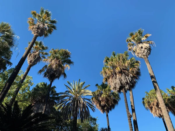 Een Lage Hoek Opname Van Kokosbomen Met Blauwe Lucht Achtergrond — Stockfoto
