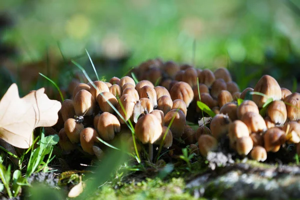 Tiro Seletivo Foco Cogumelos Minúsculos Chão Sob Sunlig — Fotografia de Stock
