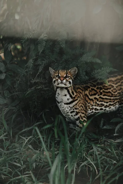 Disparo Vertical Hermoso Gato Salvaje Ocelot Rodeado Tropa Verano — Foto de Stock