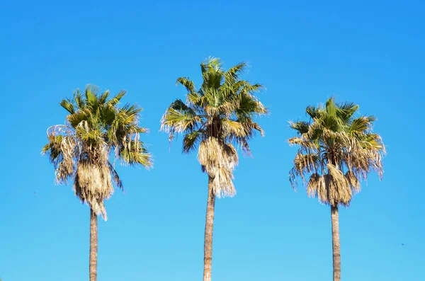 空中的棕榈树特写镜头 高高的树与椰子 蔚蓝的天空 — 图库照片