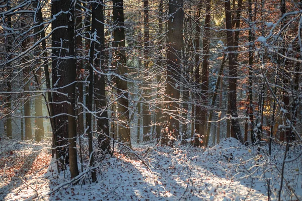 Soğuk Bir Kış Gününde Karla Kaplı Doğal Manzaraların Büyüleyici Bir — Stok fotoğraf