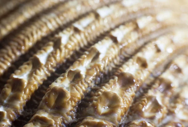 Nişli Çıkışlı Deniz Kabuğunun Makro Görüntüsü — Stok fotoğraf