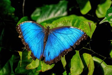 A beautiful closeup shot of a blue morpho butterfly on a leaf clipart