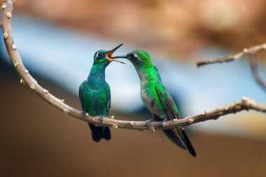 A shot of two amazing Hummingbirds perching on a tree branch and kissing on a blurry background clipart