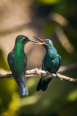 A shot of two amazing Hummingbirds perching on a tree branch and kissing on a blurry background clipart