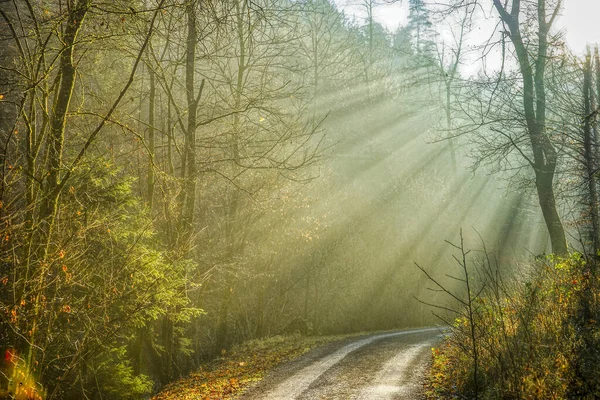 Ein Schöner Sonnenstrahl Wald — Stockfoto