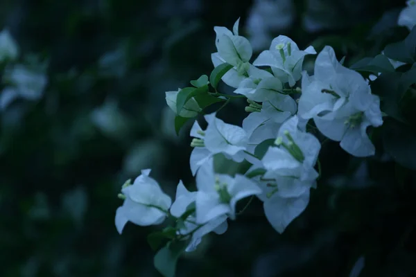 Piękny Strzał Białych Bugenwilli Kwiaty Ogrodzie — Zdjęcie stockowe