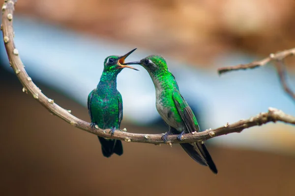 Tiro Dois Incríveis Beija Flores Empoleirados Galho Árvore Beijando Fundo — Fotografia de Stock