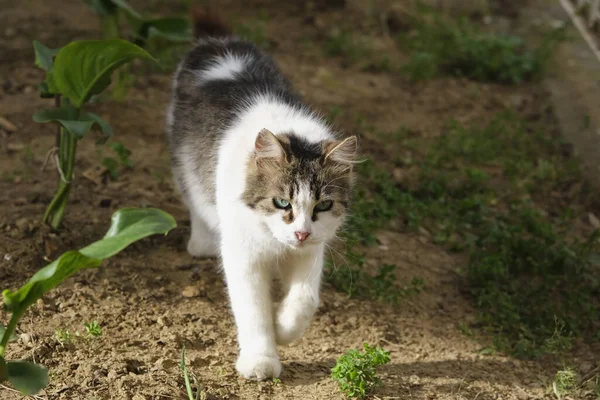 하얗고 탁트인아름다운 고양이가 정원에서 아래서 있습니다 — 스톡 사진