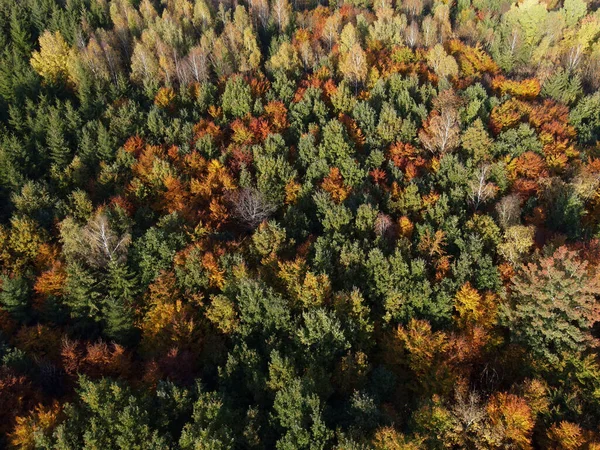 Flygfoto Över Den Färgglada Och Vackra Skogen Hösten Tyskland — Stockfoto