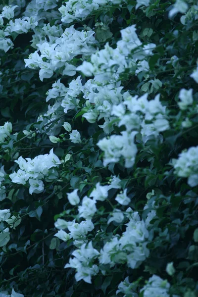 庭の白いブーゲンビリアの花の垂直ショット — ストック写真