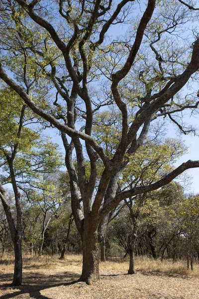 Zbliżenie Drzewa Polach — Zdjęcie stockowe