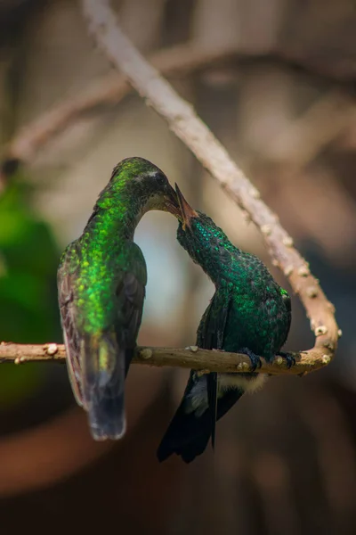 Tiro Dois Incríveis Beija Flores Empoleirados Galho Árvore Beijando Fundo — Fotografia de Stock