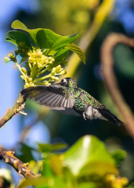 Egy Függőleges Felvétel Egy Aranyos Kolibriről Ahogy Repül Szopogatja Virágok — Stock Fotó