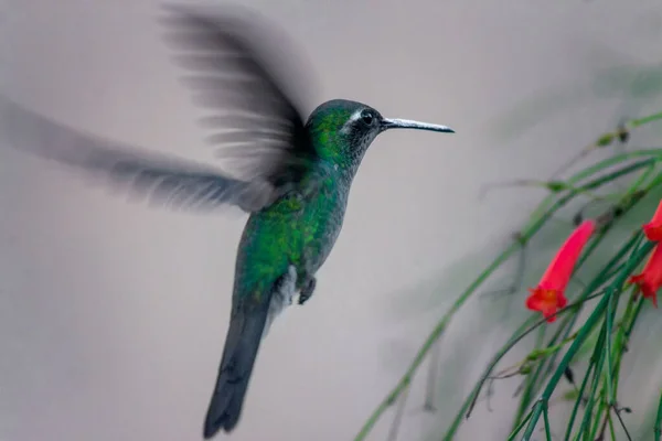 Výstřel Roztomilého Kolibříka Letícího Směrem Květinám — Stock fotografie