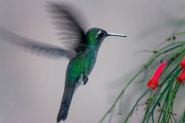 可愛いハチドリが花の方へ飛んでいく — ストック写真