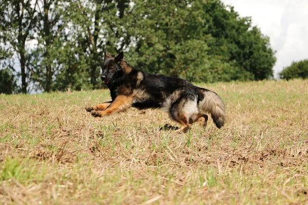 干し草の中に横たわるドイツの羊飼いの犬の選択的フォーカスショット — ストック写真