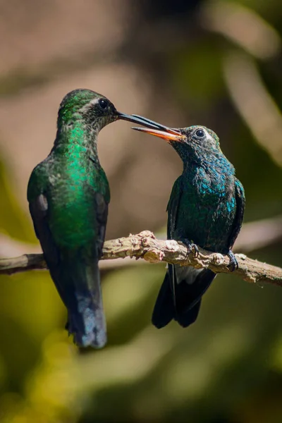 Tiro Dois Incríveis Beija Flores Empoleirados Galho Árvore Beijando Fundo — Fotografia de Stock